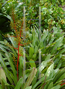 Picture of Aechmea araneosa 