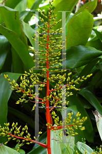 Picture of Aechmea araneosa 