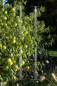 Picture of Asclepias physocarpa 