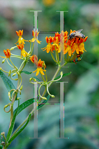 Picture of Asclepias tuberosa 