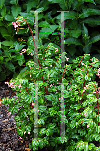 Picture of Begonia fuchsioides 