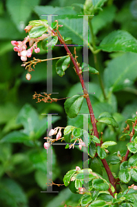 Picture of Begonia fuchsioides 