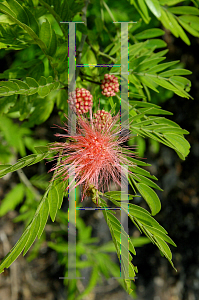 Picture of Calliandra haematocephala 