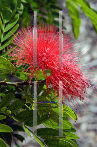 Picture of Calliandra haematocephala 