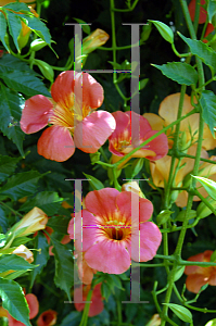 Picture of Campsis grandiflora 'Morning Calm'