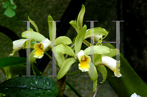 Picture of Cattleya x 'Luteus Forb'