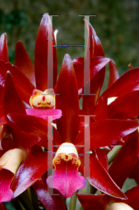 Picture of Cattleya x 'Kodama'