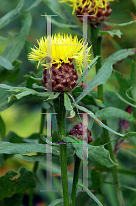 Picture of Centaurea macrocephala 