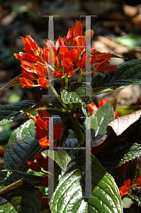 Picture of Chrysothemis pulchella 