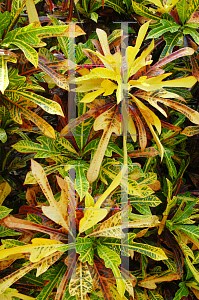 Picture of Codiaeum variegatum 'Desiraeli'