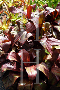 Picture of Cordyline terminalis 'Dr. Brown'