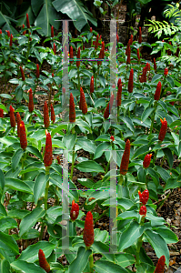 Picture of Costus woodsonii 