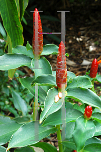 Picture of Costus woodsonii 