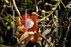 Picture of Couroupita guianensis 