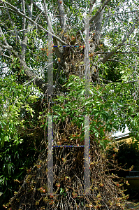 Picture of Couroupita guianensis 