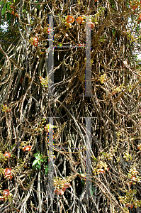 Picture of Couroupita guianensis 