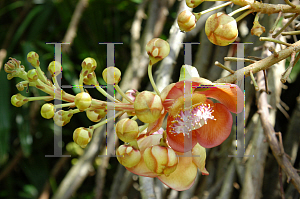 Picture of Couroupita guianensis 