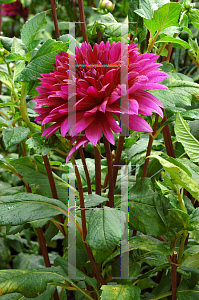 Picture of Dahlia  'Thomas Edison'