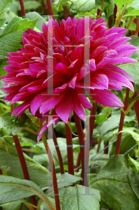 Picture of Dahlia  'Thomas Edison'