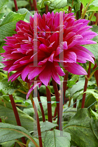 Picture of Dahlia  'Thomas Edison'