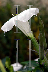 Picture of Datura metel 