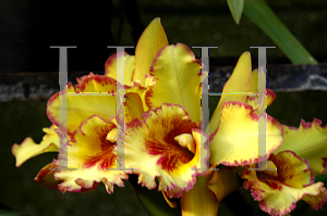 Picture of Dendrobium x 