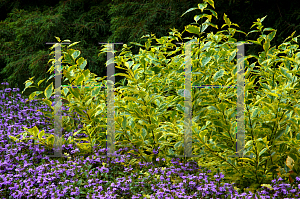 Picture of Duranta erecta 'Golden Edge'