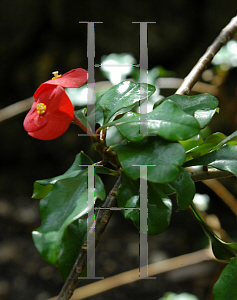 Picture of Euphorbia geroldii 