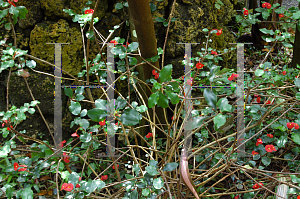 Picture of Euphorbia geroldii 