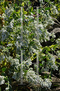 Picture of Euphorbia marginata 