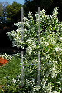 Picture of Euphorbia marginata 