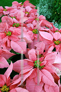 Picture of Euphorbia pulcherrima 