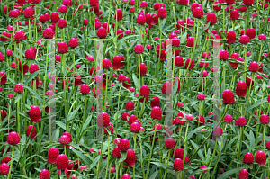 Picture of Gomphrena globosa 'Strawberry Fields'