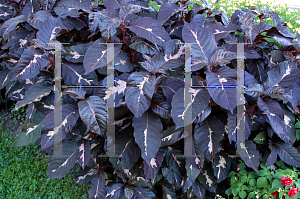 Picture of Graptophyllum pictum 'Chocolate'