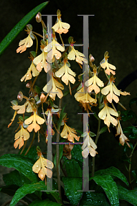 Picture of Habenaria rhodochelia 