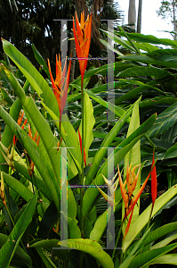 Picture of Heliconia densiflora 'Fire Flash'
