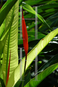 Picture of Heliconia densiflora 'Fire Flash'