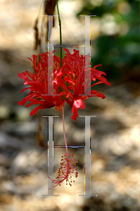 Picture of Hibiscus schizopetalus 