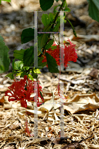 Picture of Hibiscus schizopetalus 