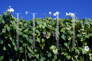 Picture of Ipomoea alba 