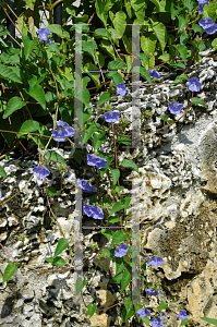 Picture of Jacquemontia pentantha 