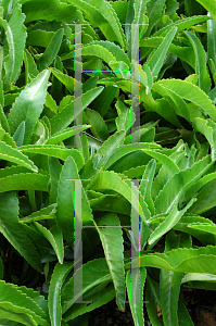 Picture of Kalanchoe gastonis bonnieri 