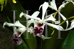 Picture of Laelia crispa 