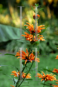 Picture of Leonotis leonurus 