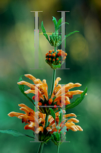 Picture of Leonotis leonurus 