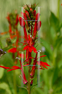 Picture of Lobelia cardinalis 