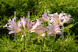 Picture of Lycoris squamigera 