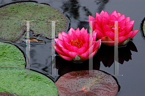 Picture of Nymphaea  'James Brydon'