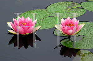 Picture of Nymphaea  'Masaniello'