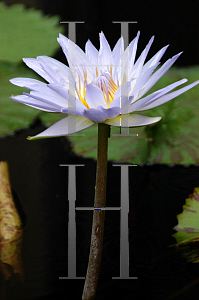 Picture of Nymphaea  'Mrs. Edwards Whitaker'